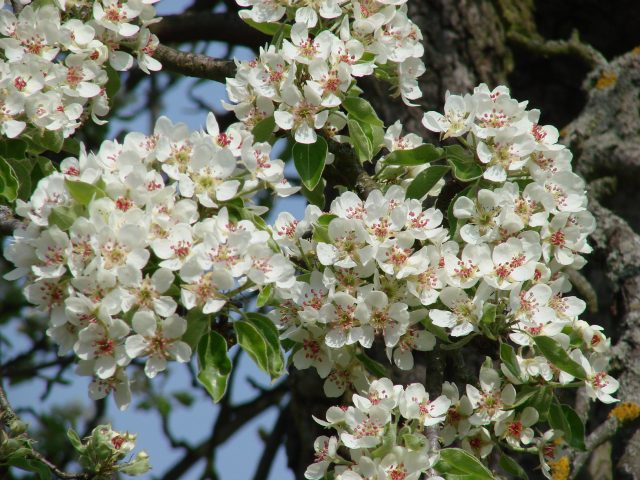 Arbre en fleurs