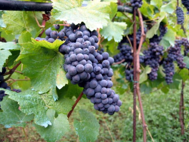 Vignes