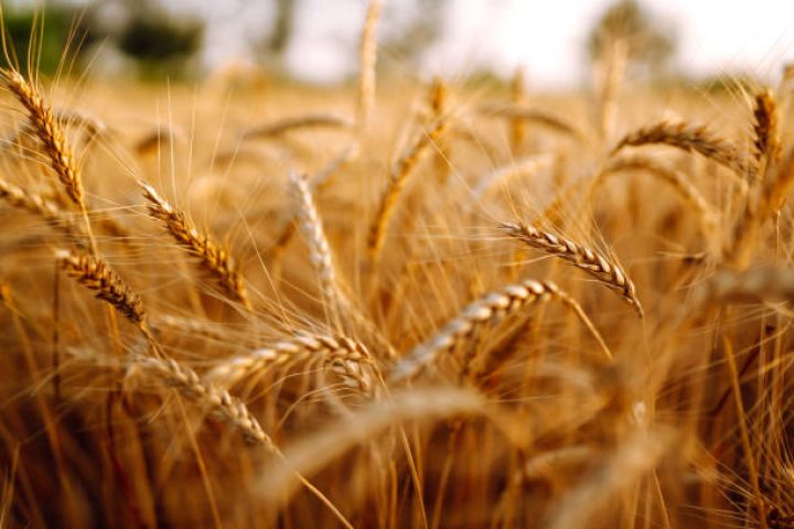 Gold wheat field. Rich harvest.