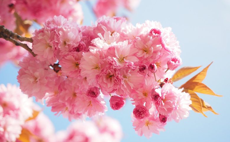 cerisier en fleurs