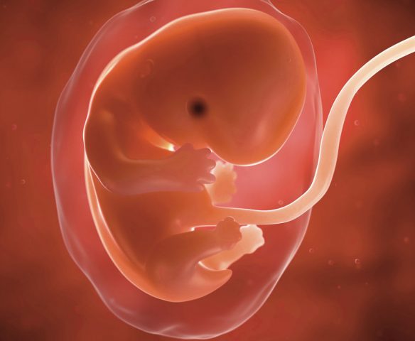 embryon actionfrancaise.net