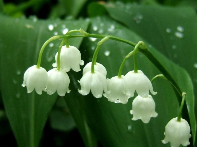 muguet 1er mai amikado.com