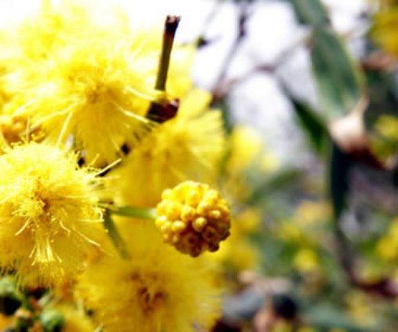 tou-bichvat arbre en fleurs